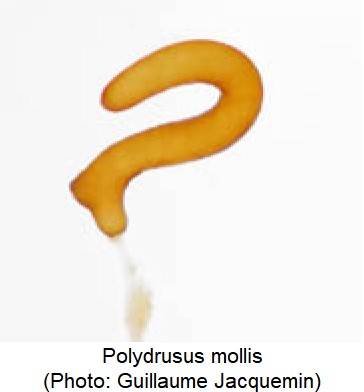 polydrusus_mollis_sperm.jpg