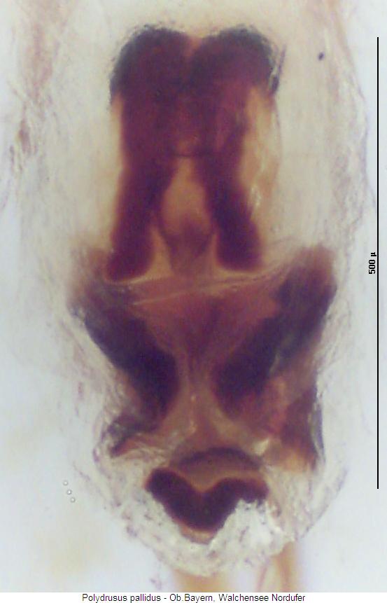 polydrusus_pallidus_is.jpg