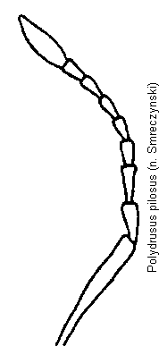 polydrusus_pilosus_f.gif