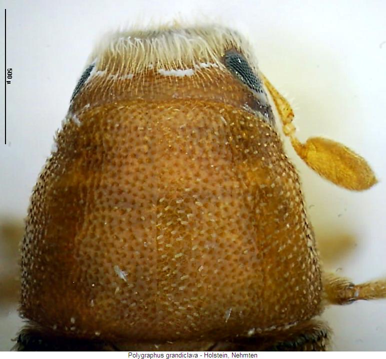 polygraphus_grandiclava_vk.jpg