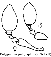 polygraphus_poligraphus_f.gif