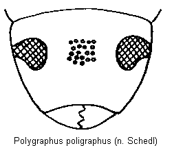 polygraphus_poligraphus_k.gif