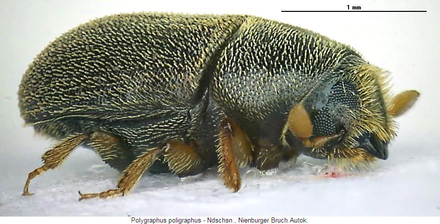 polygraphus_poligraphus_sa.jpg