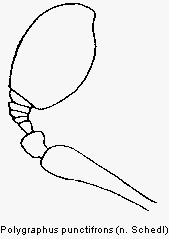 polygraphus_punctifrons_f.gif