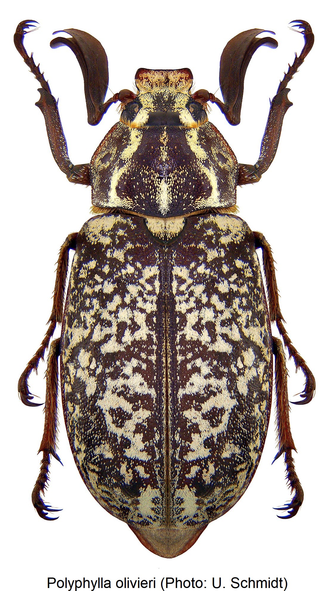 polyphylla_olivieri_hab.jpg