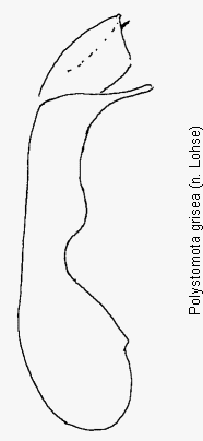 polystomota_grisea.gif