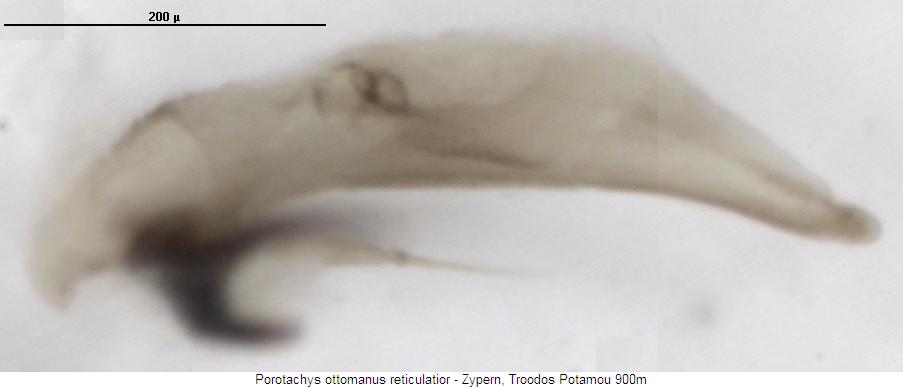 porotachys_reticulatior.jpg