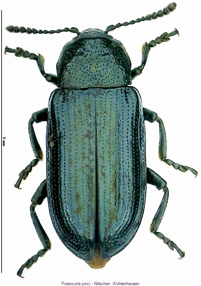 prasocuris_junci_hab.jpg