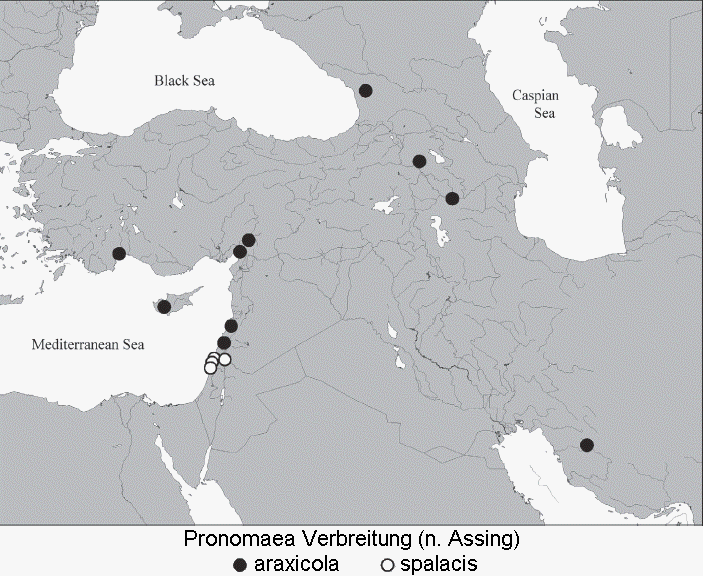 pronomaea_verbreitung3.gif