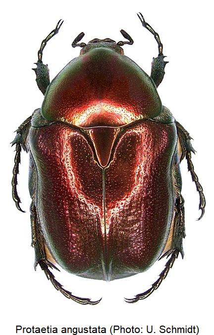 protaetia_angustata_hab.jpg