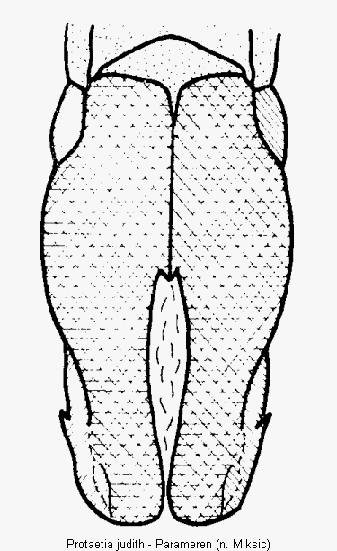 protaetia_judith.gif