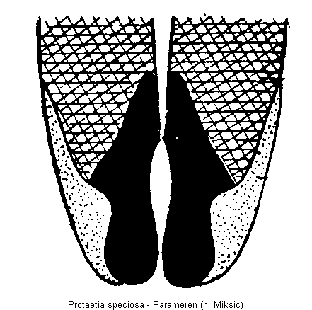 protaetia_speciosa.gif