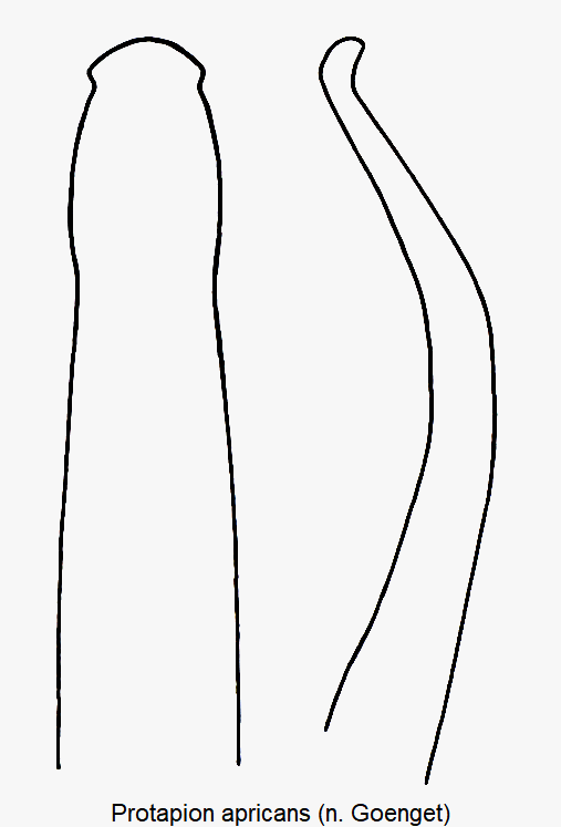 protapion_apricans1.gif