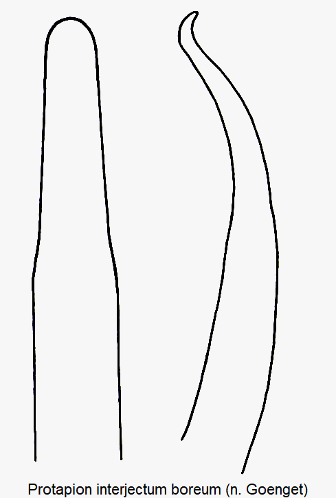 protapion_boreum.gif