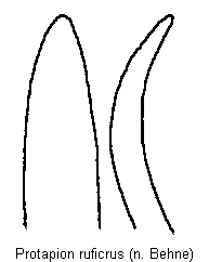 protapion_ruficrus.gif