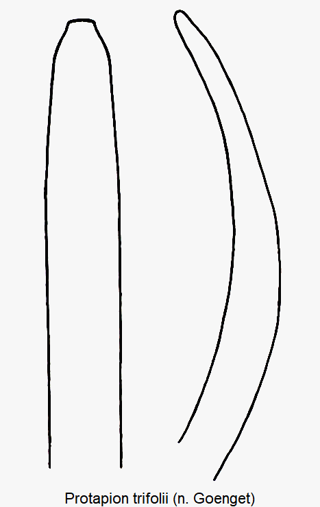 protapion_trifolii1.gif
