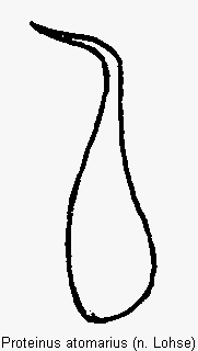 proteinus_atomarius.gif