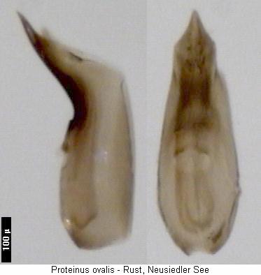 proteinus_ovalis.jpg