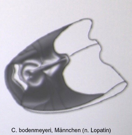 protophysus_bodemeyeri_sternit.jpg