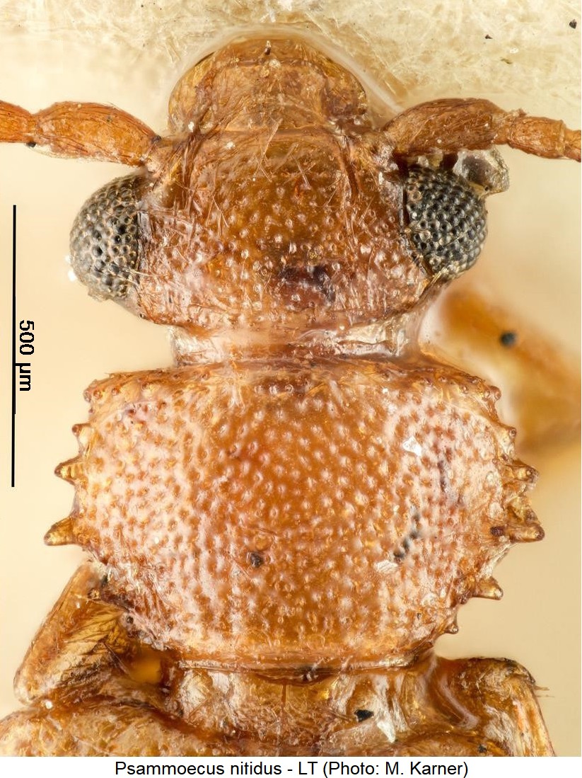 psammoecus_nitidus_vk.jpg