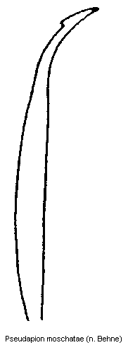 pseudapion_moschatae.gif