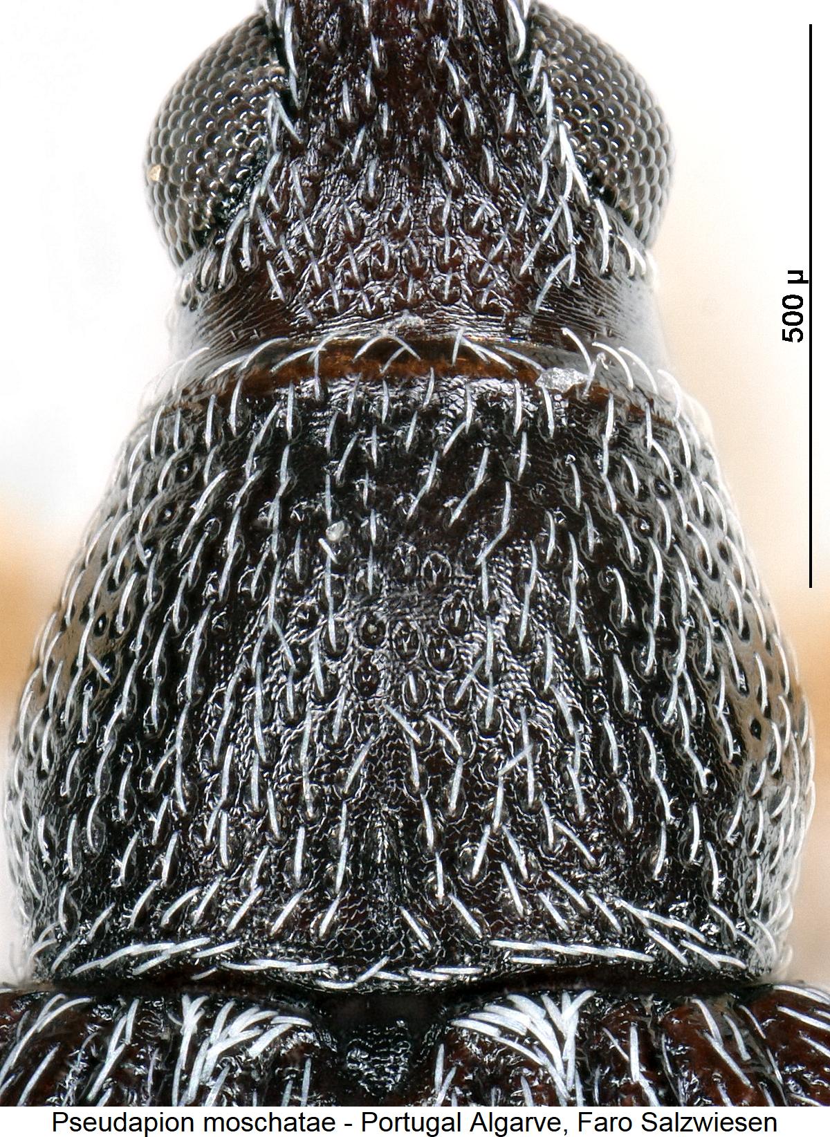 pseudapion_moschatae_hsch.jpg
