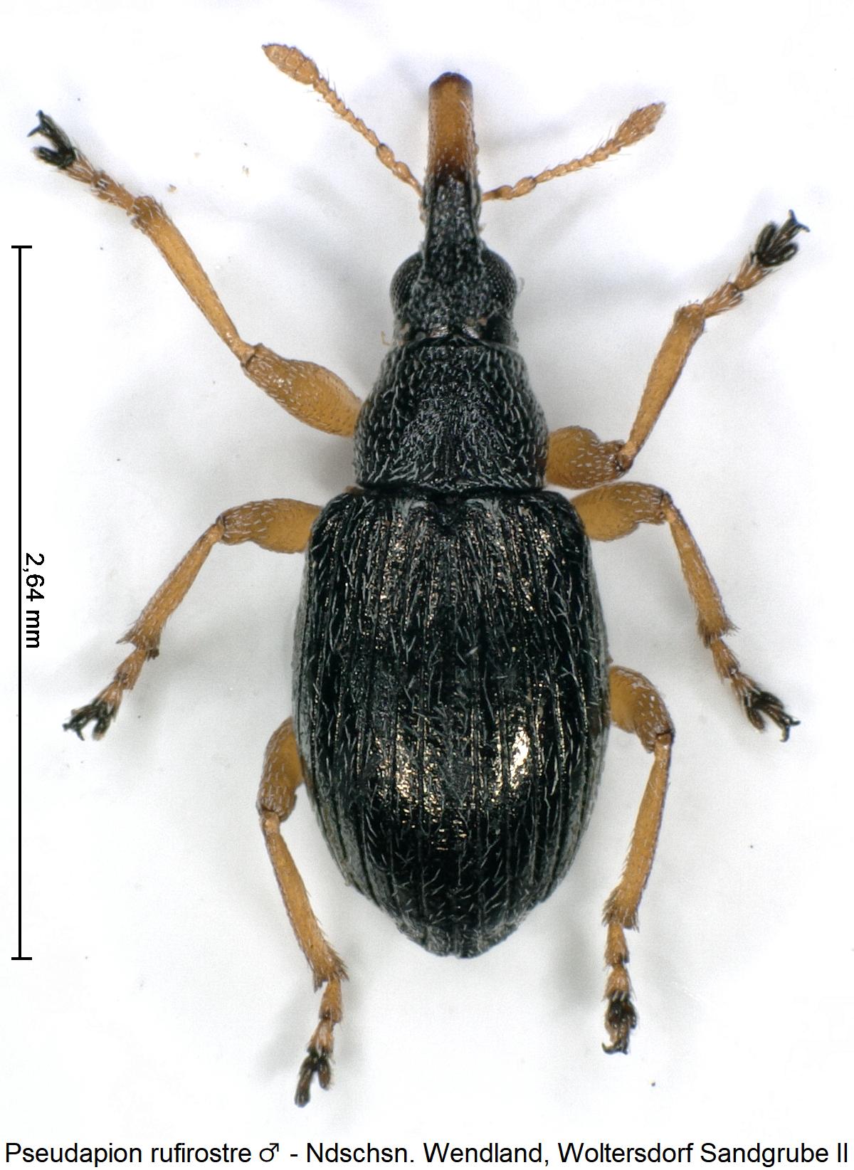 pseudapion_rufirostre_m_hab.jpg