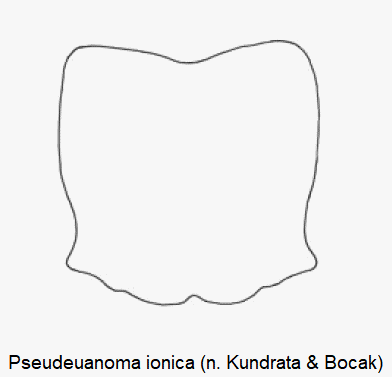 pseudeuanoma_ionica_hsch.gif