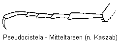 pseudocistela_ceramboides_mtr.gif