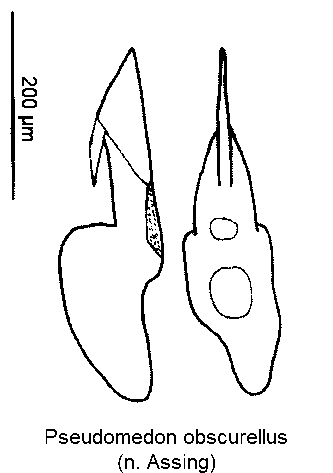 pseudomedon_obscurellus-1.gif
