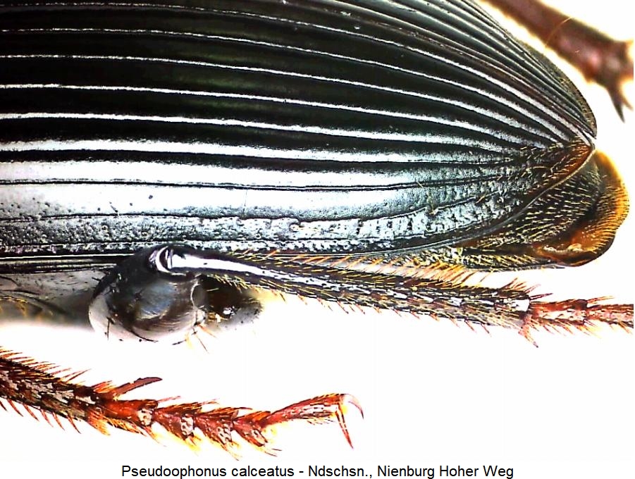 pseudoophonus_calceatus_fld.jpg