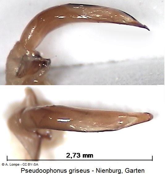 pseudoophonus_griseus.jpg