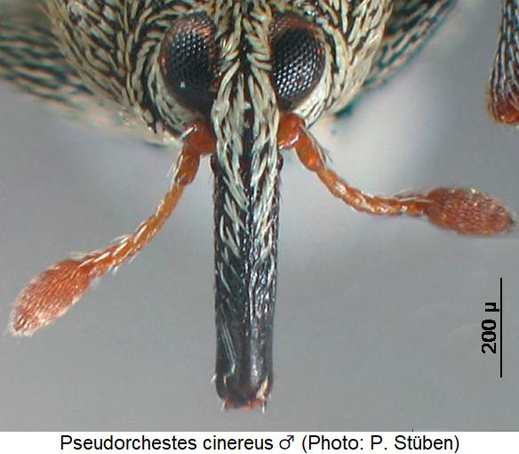 pseudorchestes_cinereus_m_k.jpg