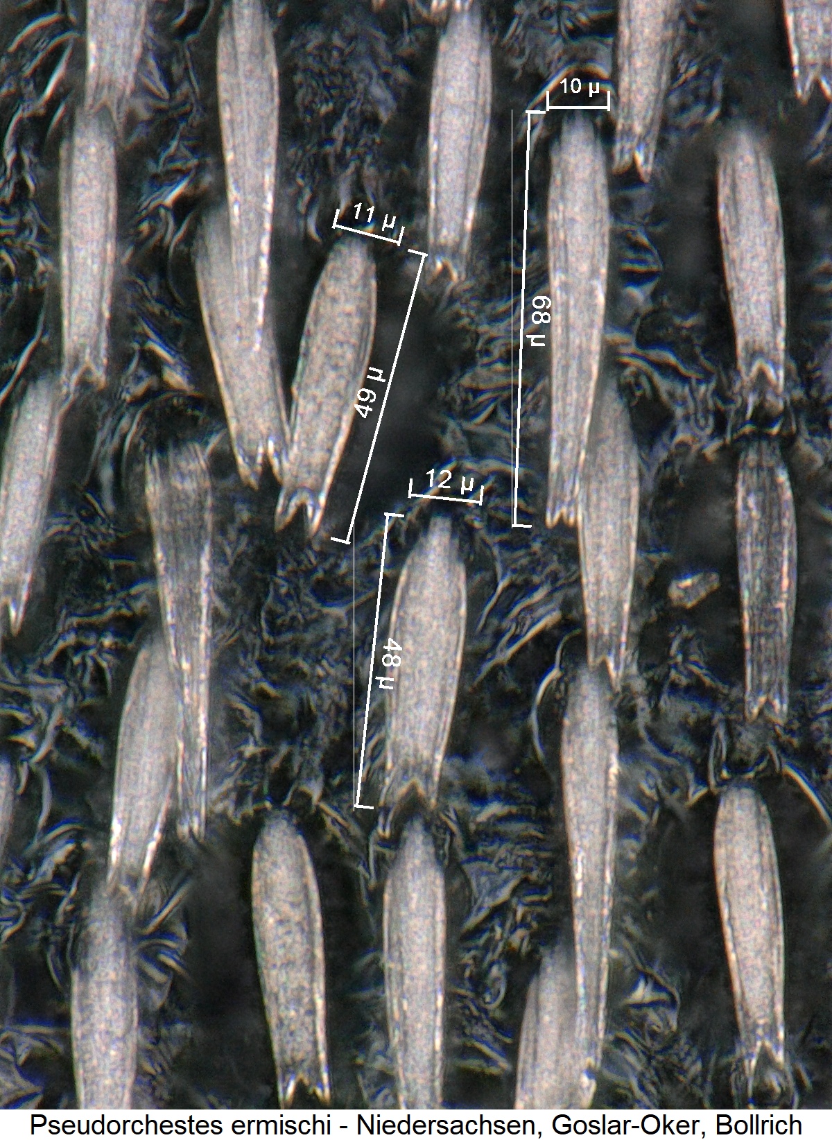 pseudorchestes_ermischi_int.jpg