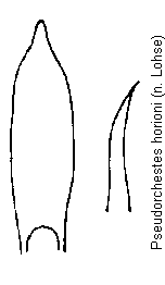 pseudorchestes_horioni.gif