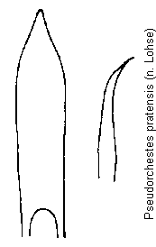 pseudorchestes_pratensis.gif
