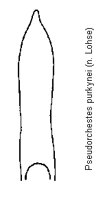 pseudorchestes_purkynei.gif