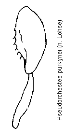 pseudorchestes_purkynei_hb.gif