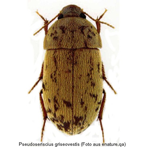pseudoseriscius_griseovestis.jpg