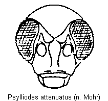 psylliodes_attenuatus_k.gif
