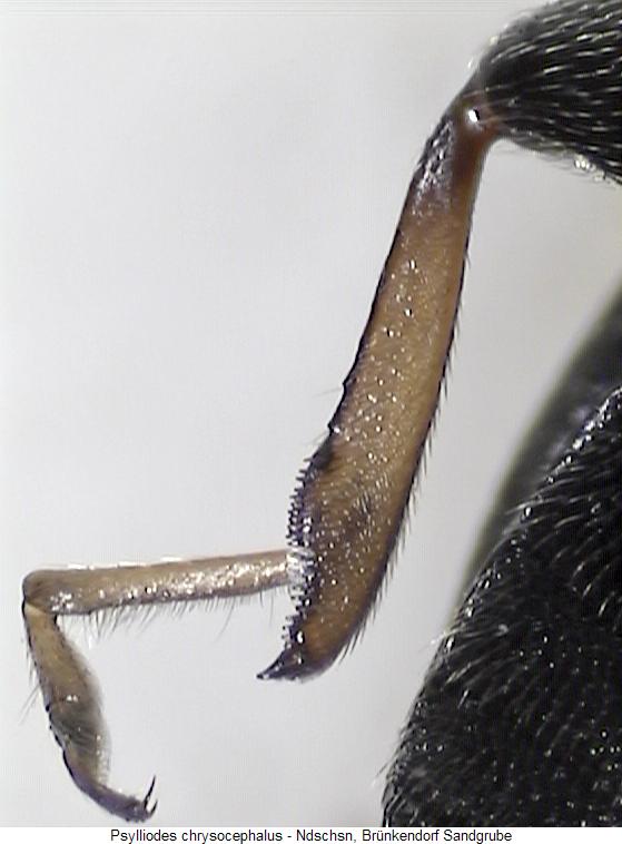 psylliodes_chrysocephalus_hb.jpg