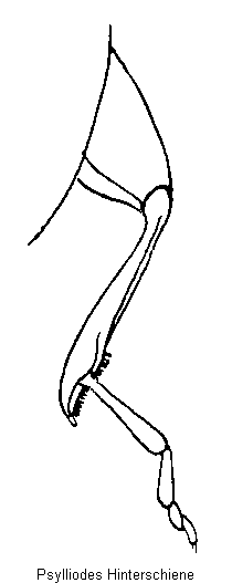 psylliodes_hschn.gif