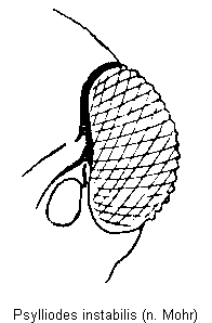 psylliodes_instabilis_k.gif