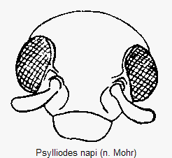 psylliodes_napi_k.gif