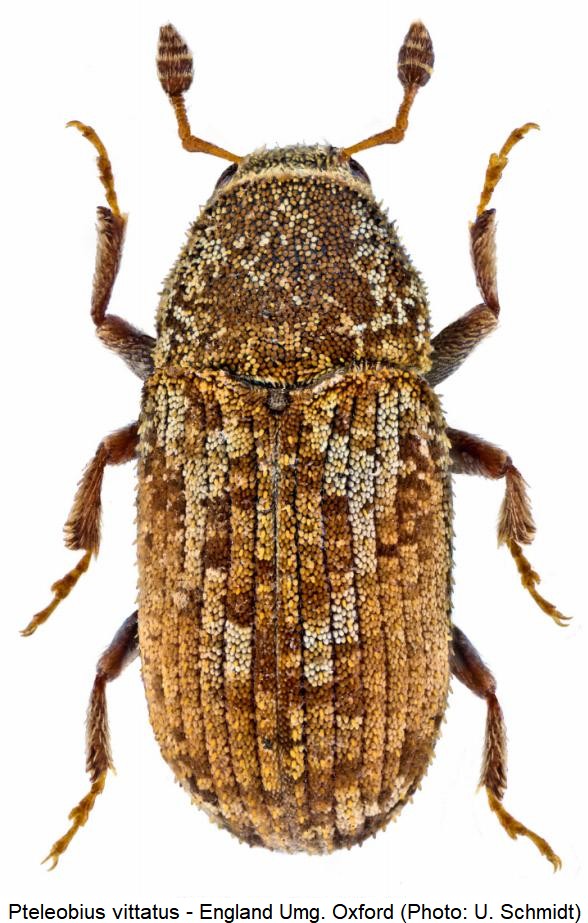 pteleobius_vittatus_hab.jpg