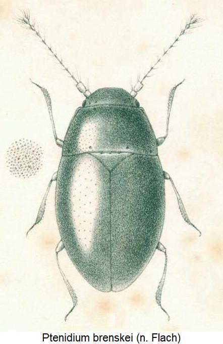 ptenidium_brenskei_hab.jpg