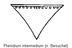 ptenidium_intermedium_scut.gif