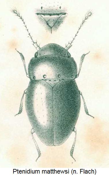 ptenidium_matthewsi_hab.jpg