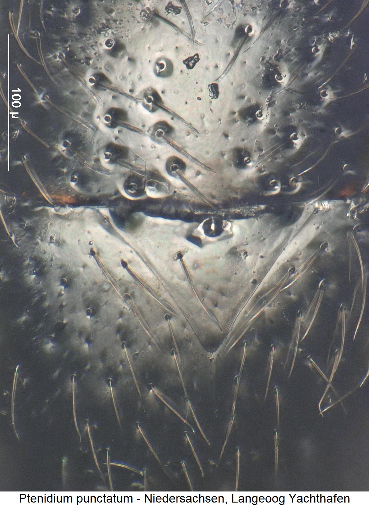 ptenidium_punctatum_scut.jpg