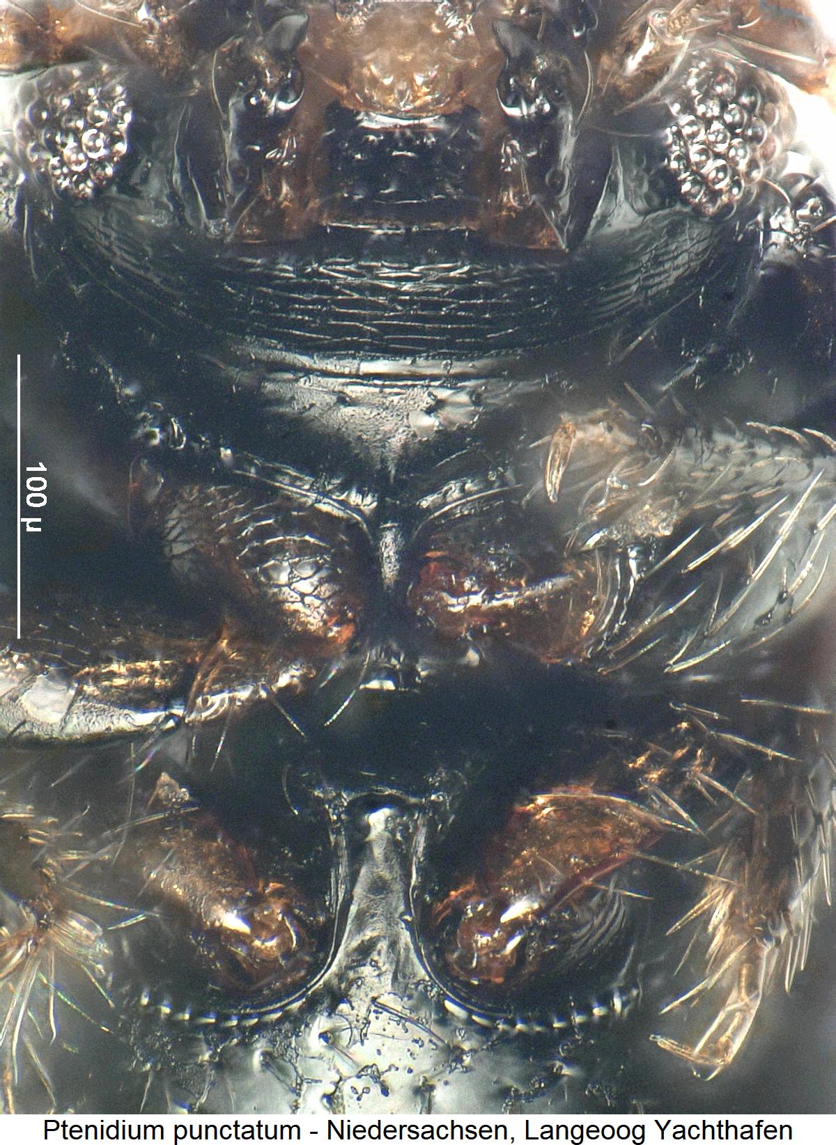 ptenidium_punctatum_vbr.jpg